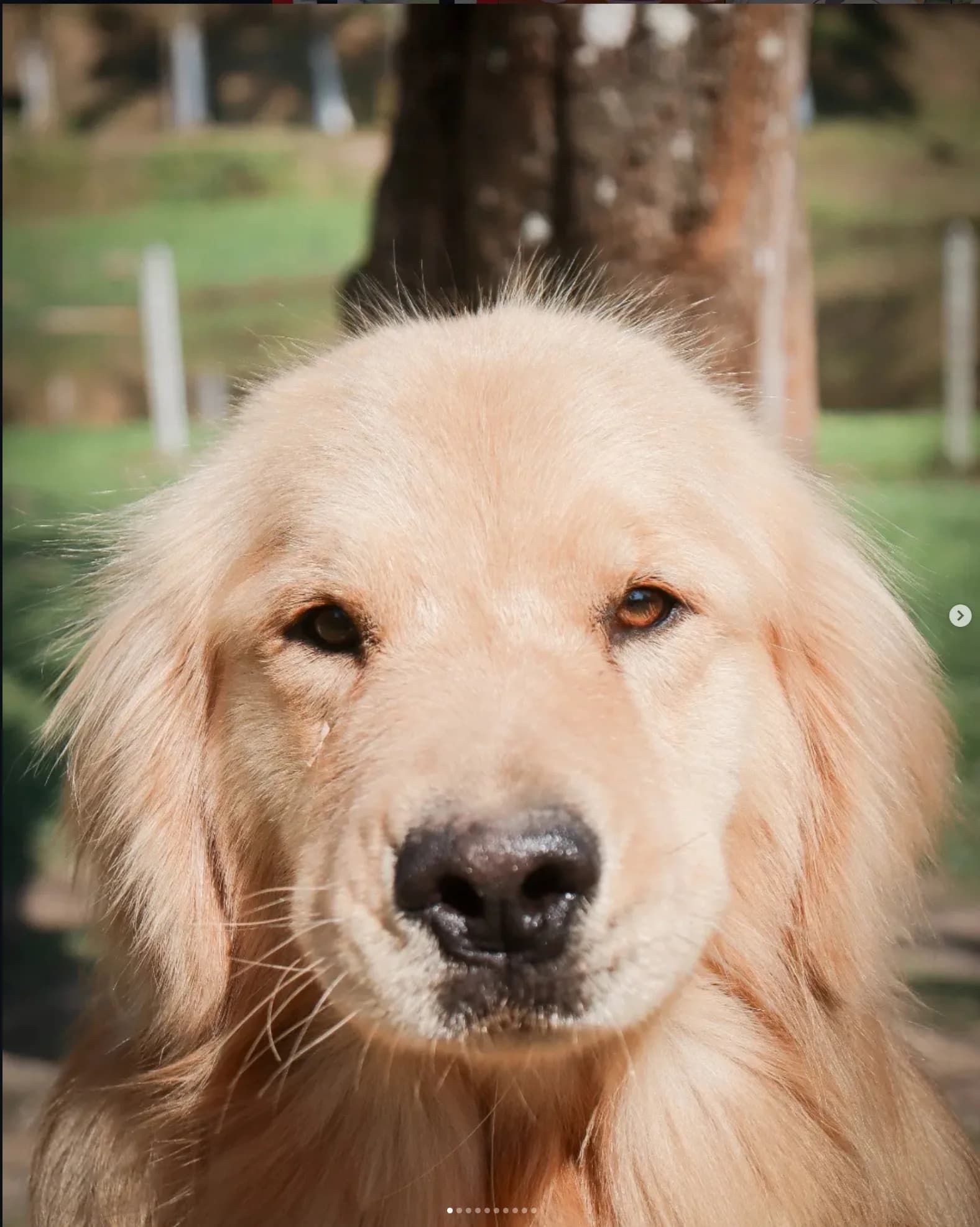 Filhote de Golden Retriever olhando diretamente para a câmera, Canil Good Leisure, São Lourenço da Serra