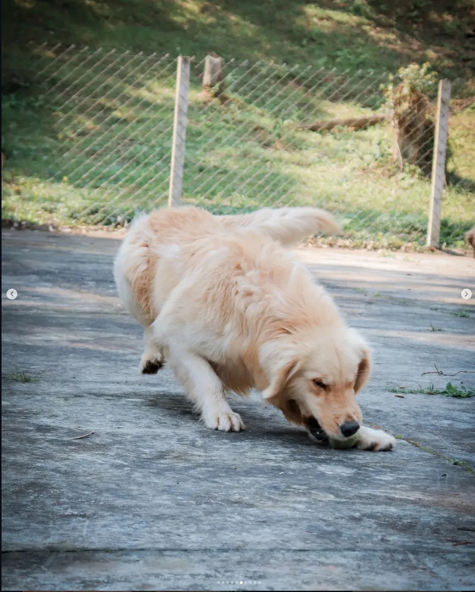 Golden Retriever brincando com bola